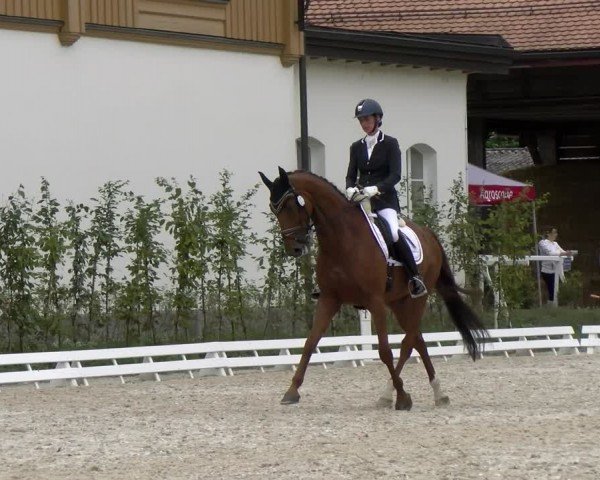 Reitturnier Avenches 2024