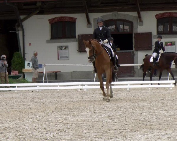 Reitturnier Avenches 2024