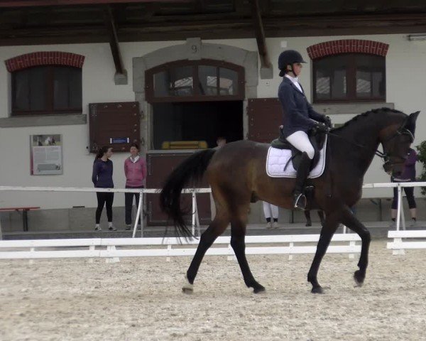 Reitturnier Avenches 2024