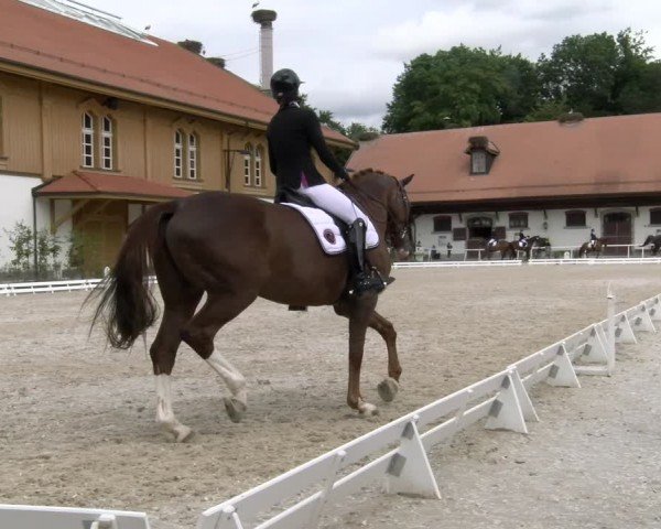 Reitturnier Avenches 2024