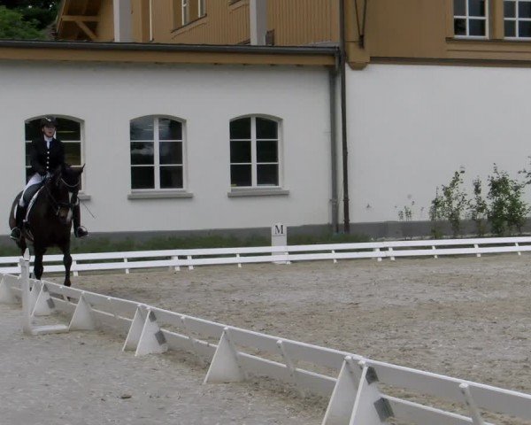 Reitturnier Avenches 2024