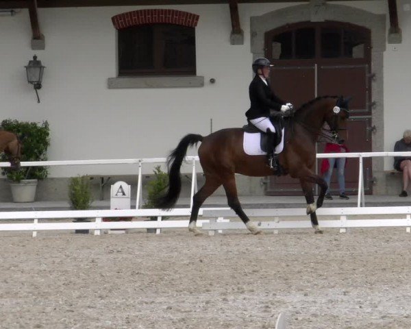 Reitturnier Avenches 2024