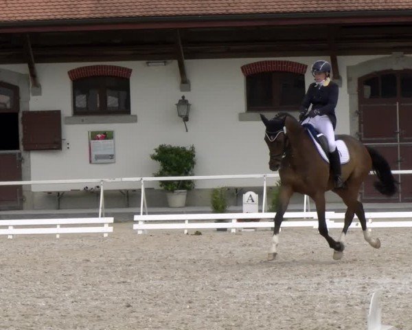 Reitturnier Avenches 2024
