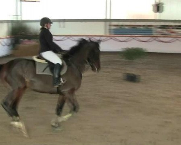 Hallen-Reit- und Springturnier des RV Suedlohn-Oeding für Ponys und Großpferde 2012