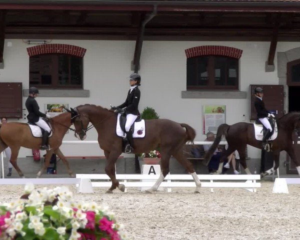 Reitturnier Avenches 2024