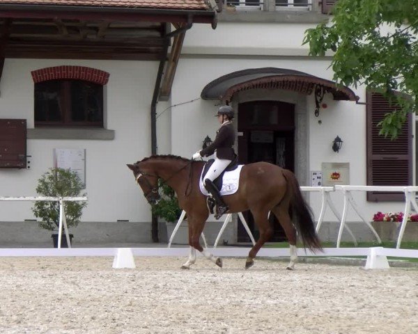 Reitturnier Avenches 2024