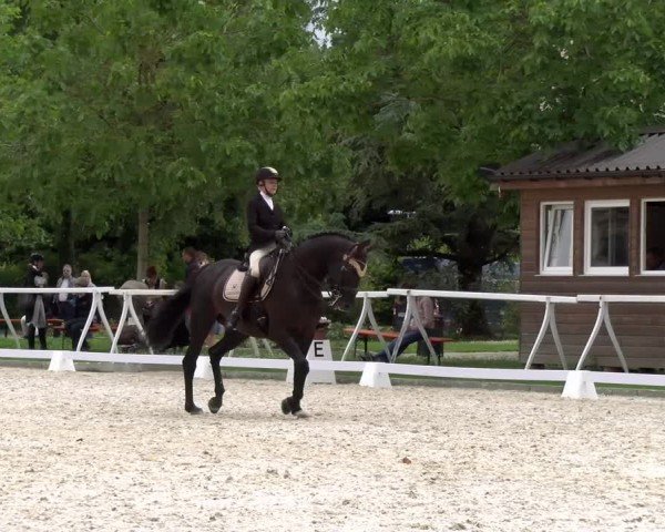 Reitturnier Avenches 2024