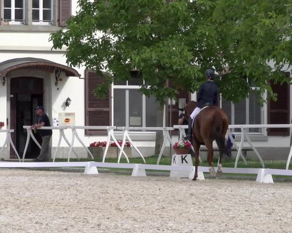 Reitturnier Avenches 2024