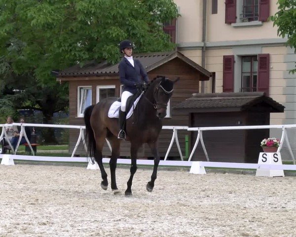 Reitturnier Avenches 2024