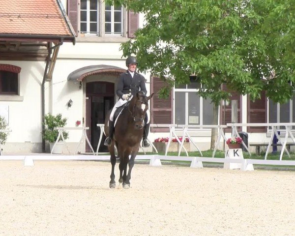 Reitturnier Avenches 2024