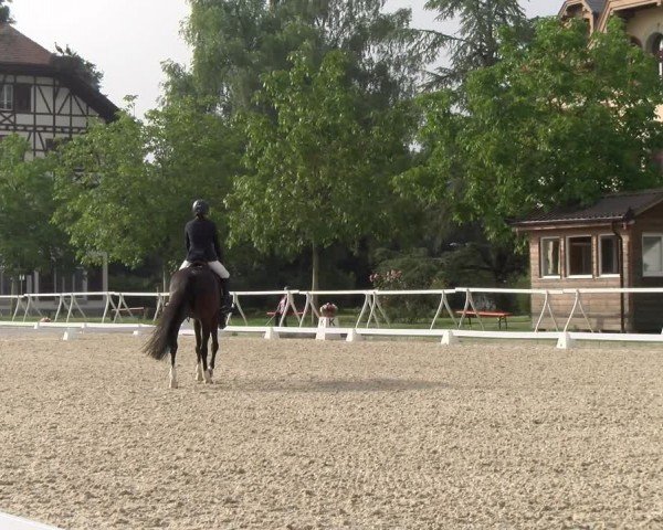 Reitturnier Avenches 2024