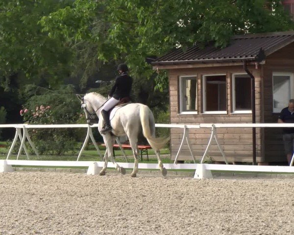 Reitturnier Avenches 2024