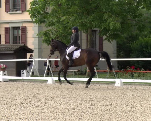 Reitturnier Avenches 2024