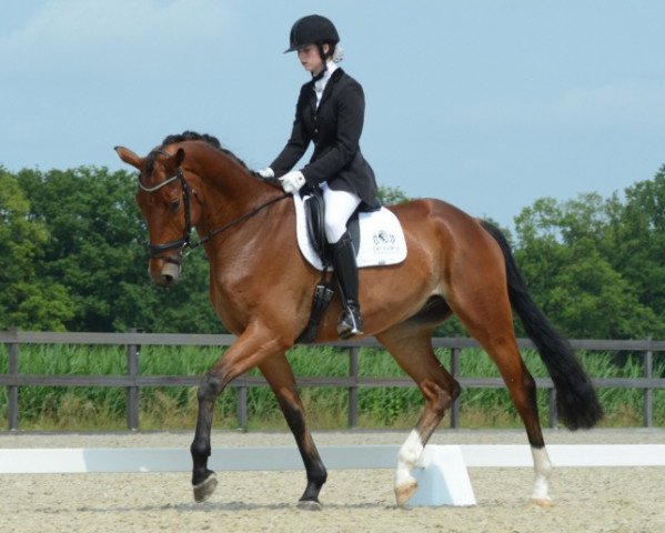 horse Harnoncourt (Trakehner, 2009, from Goldschmidt)