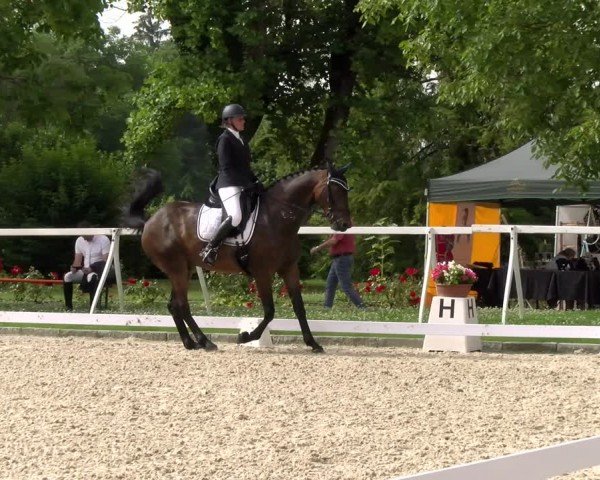 Reitturnier Avenches 2024