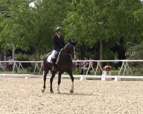 Reitturnier Avenches 2024