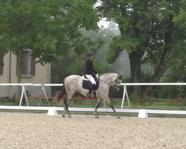 Reitturnier Avenches 2024