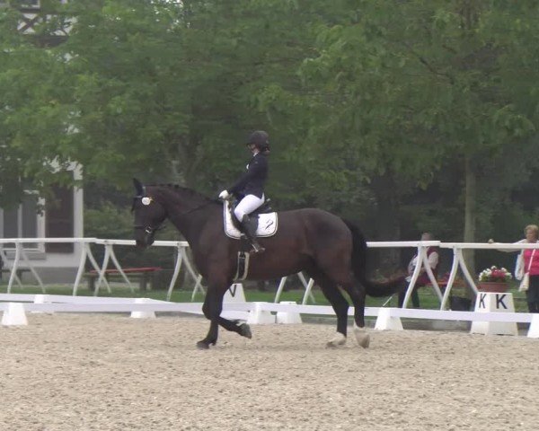 Reitturnier Avenches 2024