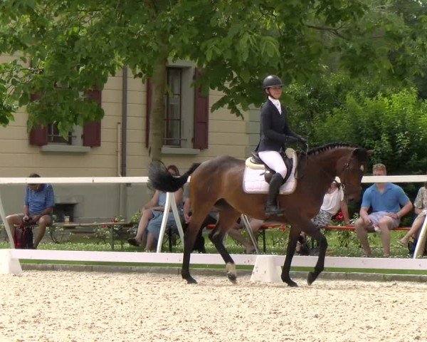 Reitturnier Avenches 2024