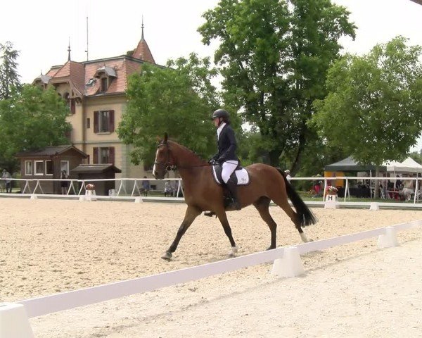 Reitturnier Avenches 2024
