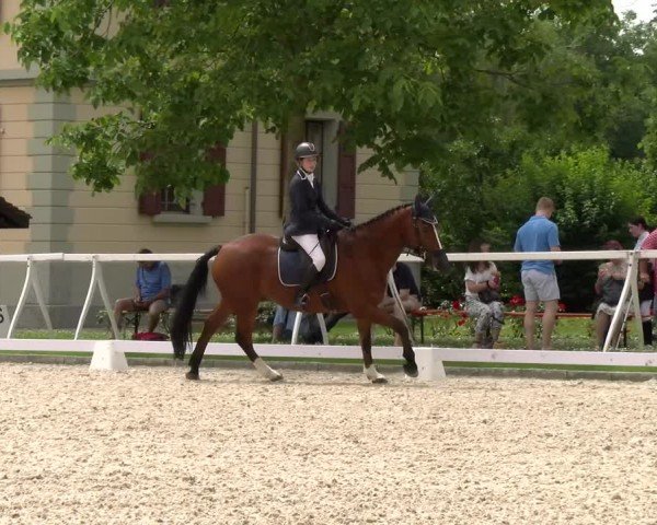 Reitturnier Avenches 2024