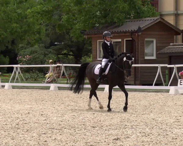 Reitturnier Avenches 2024