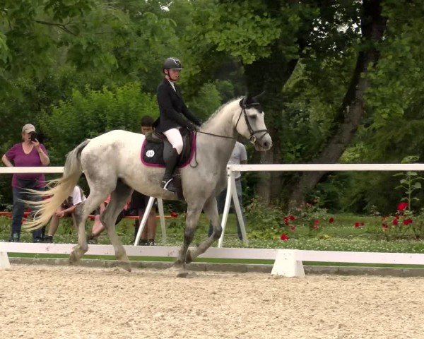 Reitturnier Avenches 2024