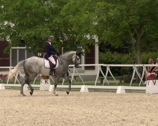 Reitturnier Avenches 2024