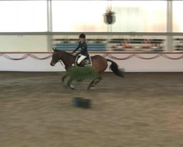 Hallen-Reit- und Springturnier des RV Suedlohn-Oeding für Ponys und Großpferde 2012