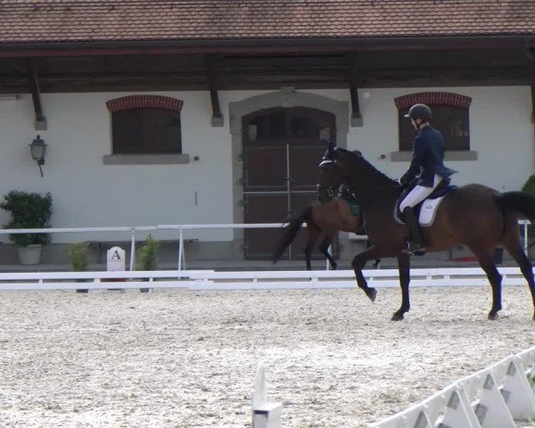 Reitturnier Avenches 2024