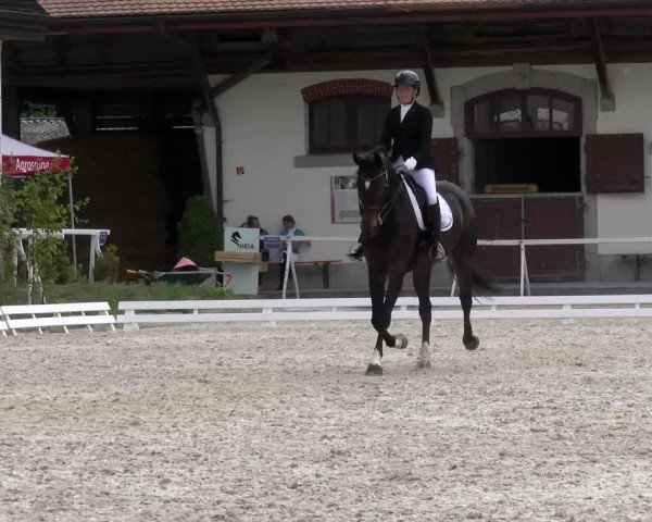Reitturnier Avenches 2024
