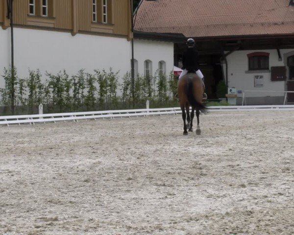 Reitturnier Avenches 2024
