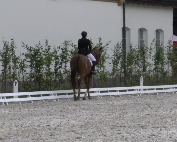 Reitturnier Avenches 2024