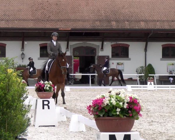 Reitturnier Avenches 2024