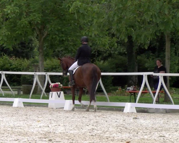Reitturnier Avenches 2024