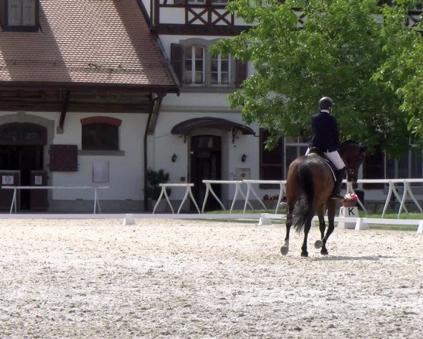 Reitturnier Avenches 2024