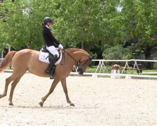 Reitturnier Avenches 2024