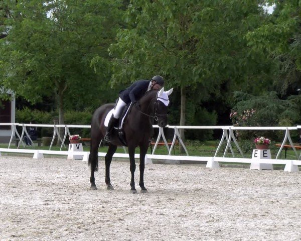 Reitturnier Avenches 2024