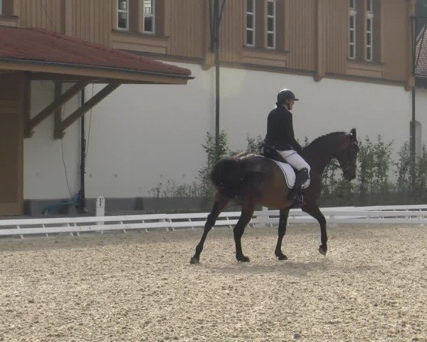 Reitturnier Avenches 2024