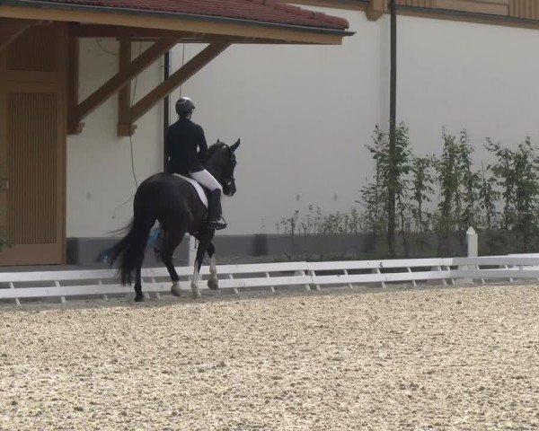 Reitturnier Avenches 2024