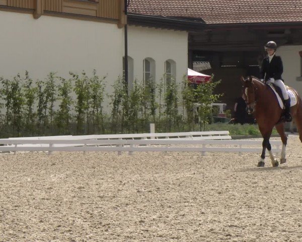 Reitturnier Avenches 2024