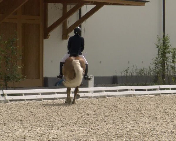 Reitturnier Avenches 2024