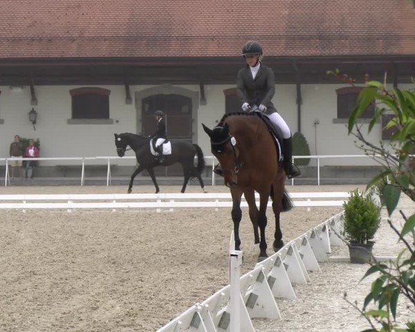 Reitturnier Avenches 2024