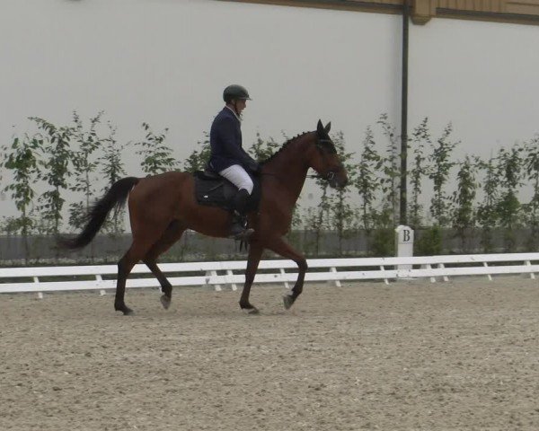Reitturnier Avenches 2024