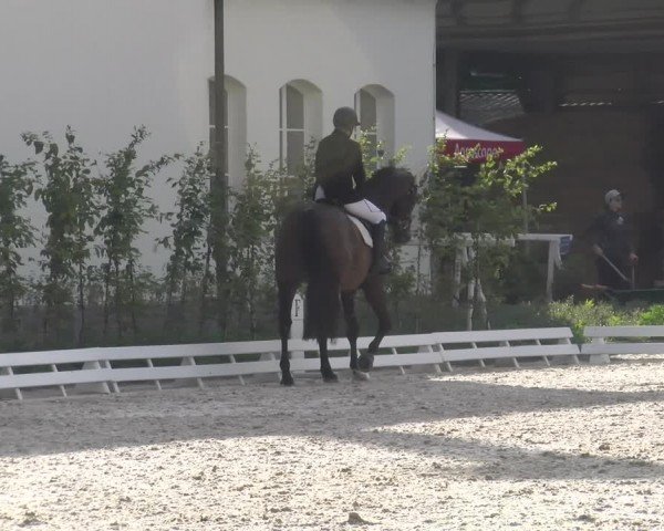 Reitturnier Avenches 2024