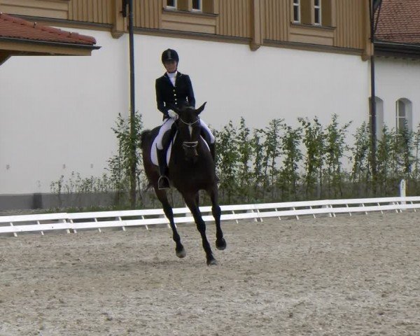 Reitturnier Avenches 2024