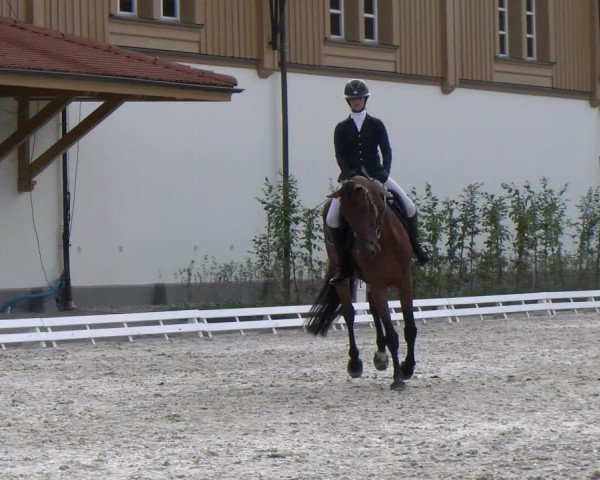 Reitturnier Avenches 2024