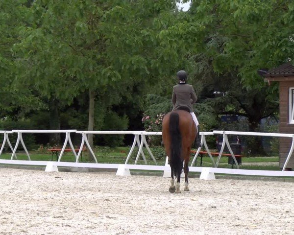 Reitturnier Avenches 2024