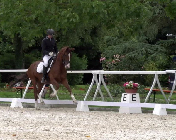 Reitturnier Avenches 2024