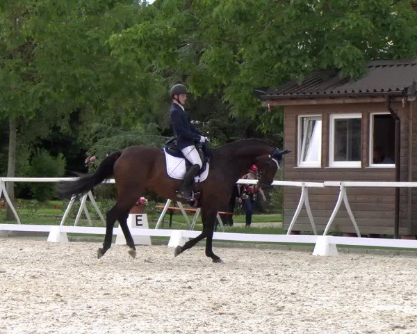 Reitturnier Avenches 2024
